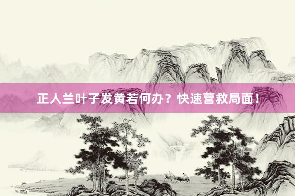 正人兰叶子发黄若何办？快速营救局面！